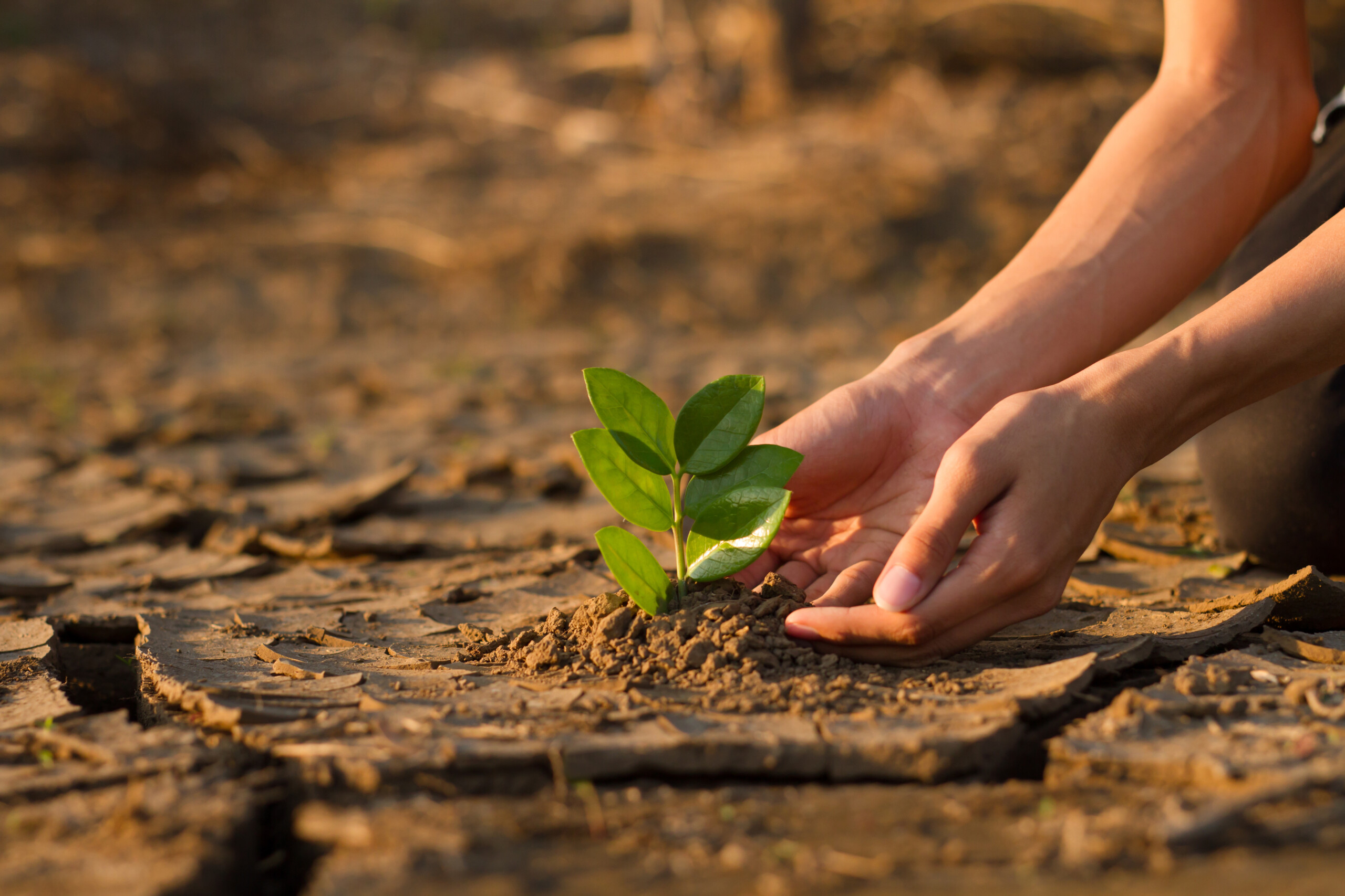 Hand of young children or teenager planting a tree on dry cracke Invest North – Grow